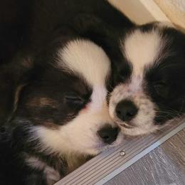 Cardigan Welsh Corgi and Mudi Puppies from Kahukura Cardigans