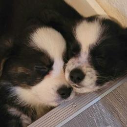 Cardigan Welsh Corgi and Mudi Puppies from Kahukura Cardigans