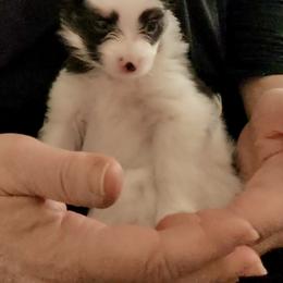 Papillon Puppies from Cloud Papillon