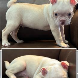 Beauregard - Seal and white male Boston Terrier puppy in Brazos Point, Texas from TX Southern Belle Boston Terriers