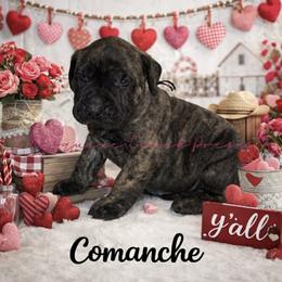 Perro de Presa Canario Puppies from Mesquite Creek Kennels