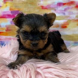 Myra TEACUP - Blue and gold female Yorkshire Terrier puppy in Monticello, Iowa from Ashley’s Puppies