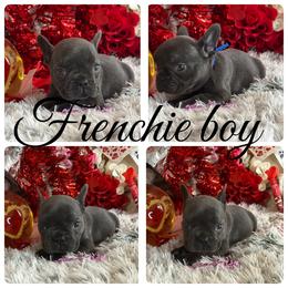 Titan - Blue male French Bulldog puppy in Waitts Lake, Washington from Best Friend standard Frenchies