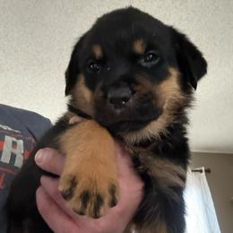Red girl - Black and mahogany female Rottweiler puppy in Colorado Springs, Colorado from Von Locher Rotties