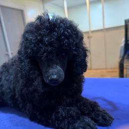 Ella - Blue female Poodle puppy in Florence County, South Carolina from Modern Family Standards