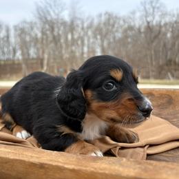 Mountie-AKC - Black and tan male Dachshund puppy in Marshfield, Missouri from Hilltop Kennel LLC