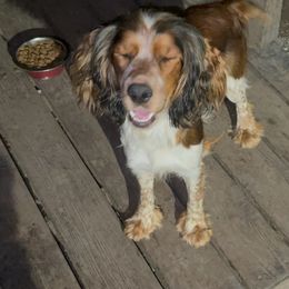 Oakley - English Springer Spaniel
