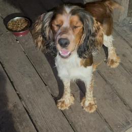 Oakley - English Springer Spaniel