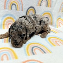 Aussiedoodle, Australian Shepherd, Bernedoodle, Cockapoo, and Poodle Puppies from Sis' Doodles & Poodles