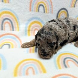Aussiedoodle, Australian Shepherd, Bernedoodle, Cockapoo, and Poodle Puppies from Sis' Doodles & Poodles