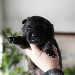 Hera - Sable female German Shepherd puppy in Coarsegold, California from Yosemite Shepherds
