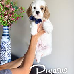 Pegasus - White male Cavapoo puppy in South Jordan, Utah from Wonderful World Doodles