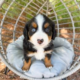 Chief - unfurnished (blue eye) - Tri-color male Bernedoodle puppy in Wamego, Kansas from Doodles of Oz