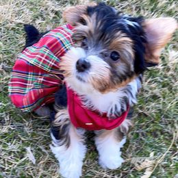 Yorkshire Terrier Puppies from Sugar & Spice Yorkies