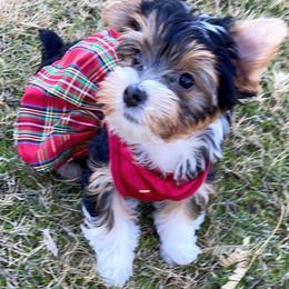 Yorkshire Terrier Puppies from Sugar & Spice Yorkies