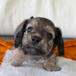 Tucker - Cream male Dachshund puppy in Madisonville, Tennessee from KK Mini Doxies