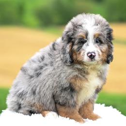 Rig (socialization program student) - Merle male Bernedoodle puppy in Dundee, Ohio from Down Home Doodle