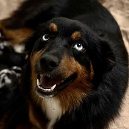 Tonka - Miniature Australian Shepherd