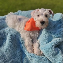 Longsuffering - Parti male Miniature Schnauzer puppy in Crosby, Texas from Raisin' the Woof Schnauzers