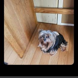 Bella - Yorkshire Terrier