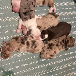 Boy 7 - Blue merle male Australian Shepherd puppy in Ramona, California from Blue Moon Aussies