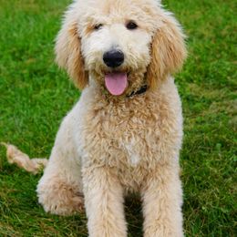 Aussiedoodle Puppies from Vesbach Doodle Valley Farm