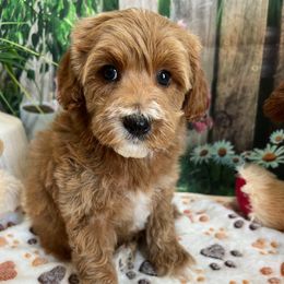 Zuri - Red female Cavapoo puppy in Lebanon, Missouri from Danielle’s Doodles