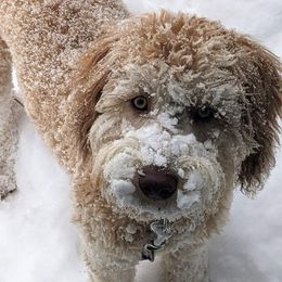 Sadie - Labradoodle