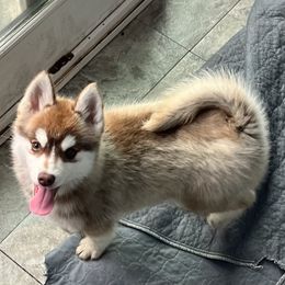 Cinderella - Chocolate Pomsky puppy in Louisville, Kentucky from Stonehill Breeders