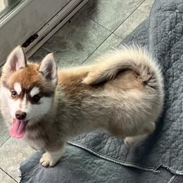 Cinderella - Chocolate Pomsky puppy in Louisville, Kentucky from Stonehill Breeders