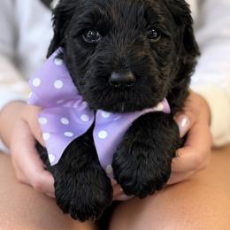 Miss Lavender Collar - Black female Australian Labradoodle puppy in Wake Forest, North Carolina from Lucky Country Labradoodles