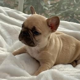 Sugar - Fawn female French Bulldog puppy in Salisbury, Maryland from 77 Frenchies Maryland