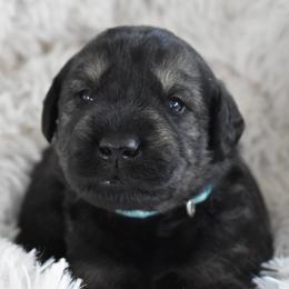 Summit (Teal) - Pepper and salt male Giant Schnauzer puppy in Harrisville, Utah from Diamond in the Ruff