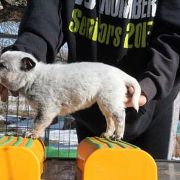 Aspen - Yellow - Blue female Australian Cattle Dog puppy in Colbert, Oklahoma from LoveAHeeler