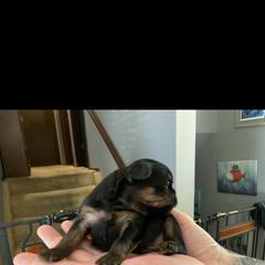 Brussels Griffon Puppies from Shelly's Brussels Griffons