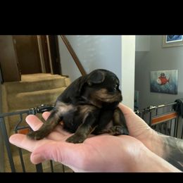 Brussels Griffon Puppies from Shelly's Brussels Griffons