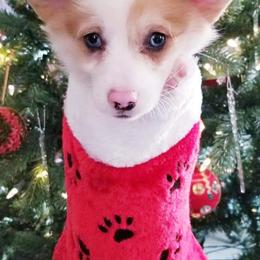 American Corgi and Pembroke Welsh Corgi Puppies from Whimsical Treasure Corgis
