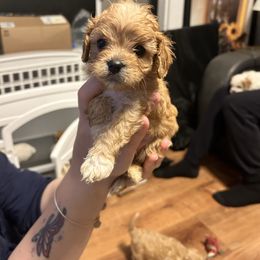 Beast - Ruby male Cavachon puppy in Southbridge, Massachusetts from Caraid Cavachons