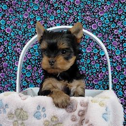 Denny - Blue and gold male Yorkshire Terrier puppy in Pinellas Park, Florida from Silversands Yorkshire Terriers
