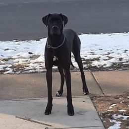 Chica - Great Dane