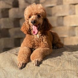 Theo - Poodle