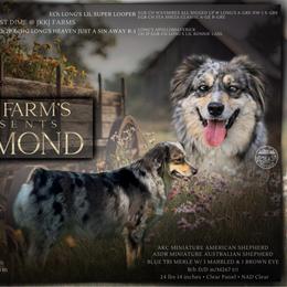 Diamond - Miniature American Shepherd