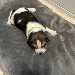 Beagle Puppies from Beagles at 4G Ranch