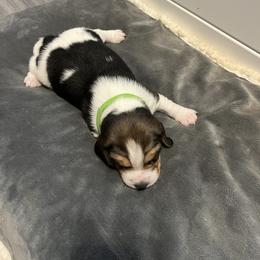 Beagle Puppies from Beagles at 4G Ranch