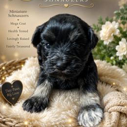 Chandler - Black male Miniature Schnauzer puppy in Miami, Florida from Chiquiticos Shnauzers