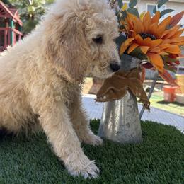 Sapphire - Golden female Double Doodle puppy in El Cajon, California from Calibear Doodles