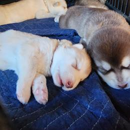 Thumbalina, pink collar girl - Red and white female Alaskan Malamute puppy in Grayson County, Virginia from River Bend Malamutes