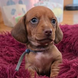 Blue Collar Male - Fawn (isabella) and cream male Dachshund puppy in Otto, North Carolina from Windy Ridge Dachshunds