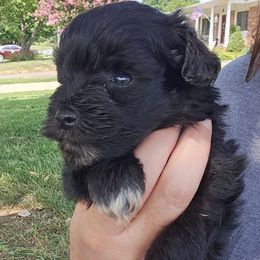 Pup 4 - Black male Miniature Schnauzer puppy in Hickory, North Carolina from Selene's Schnauzers