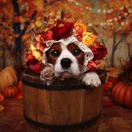 Border Collie and Cavalier King Charles Spaniel Puppies from Casa De Cavaliers